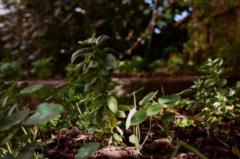 Bunch of plants and soil at this Merimbula accommodation